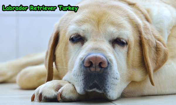 Labrador Retriever Yaşam Süresi